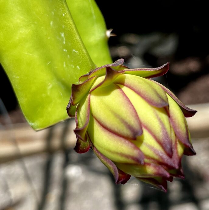 Image Slider